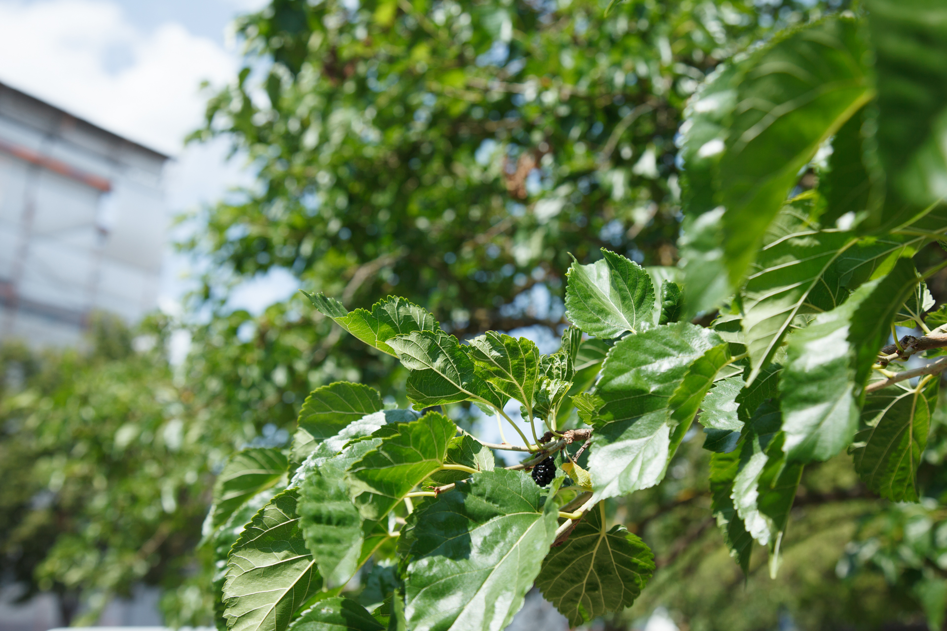 Maulbeerbaumblätter- und Maulbeere