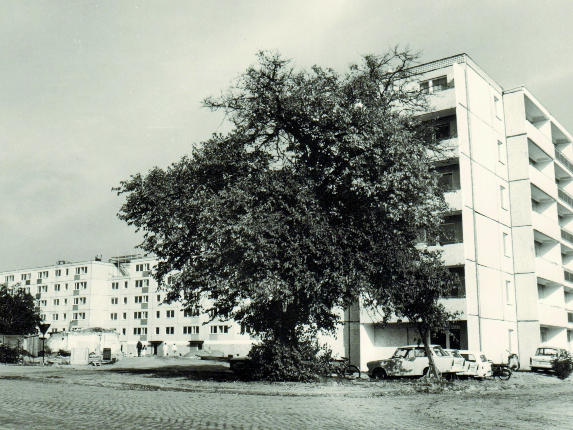 Maulbeerbaum um 1980