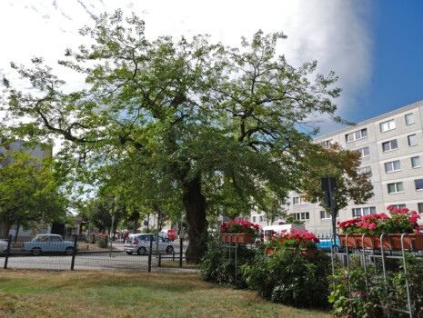 Stadtb&auml;ume bei anhaltender Hitze gie&szlig;en