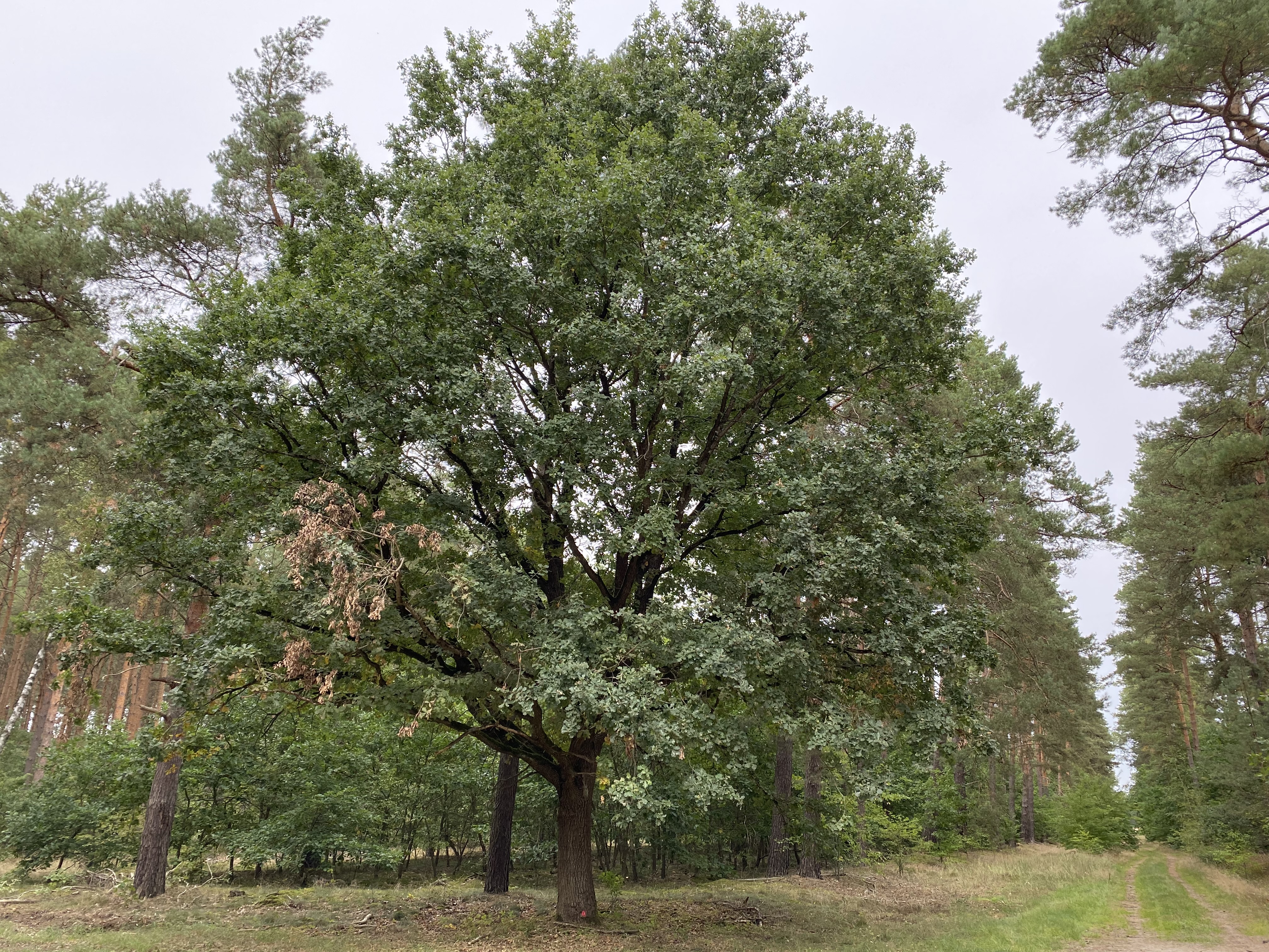 Großer Eichenbaum