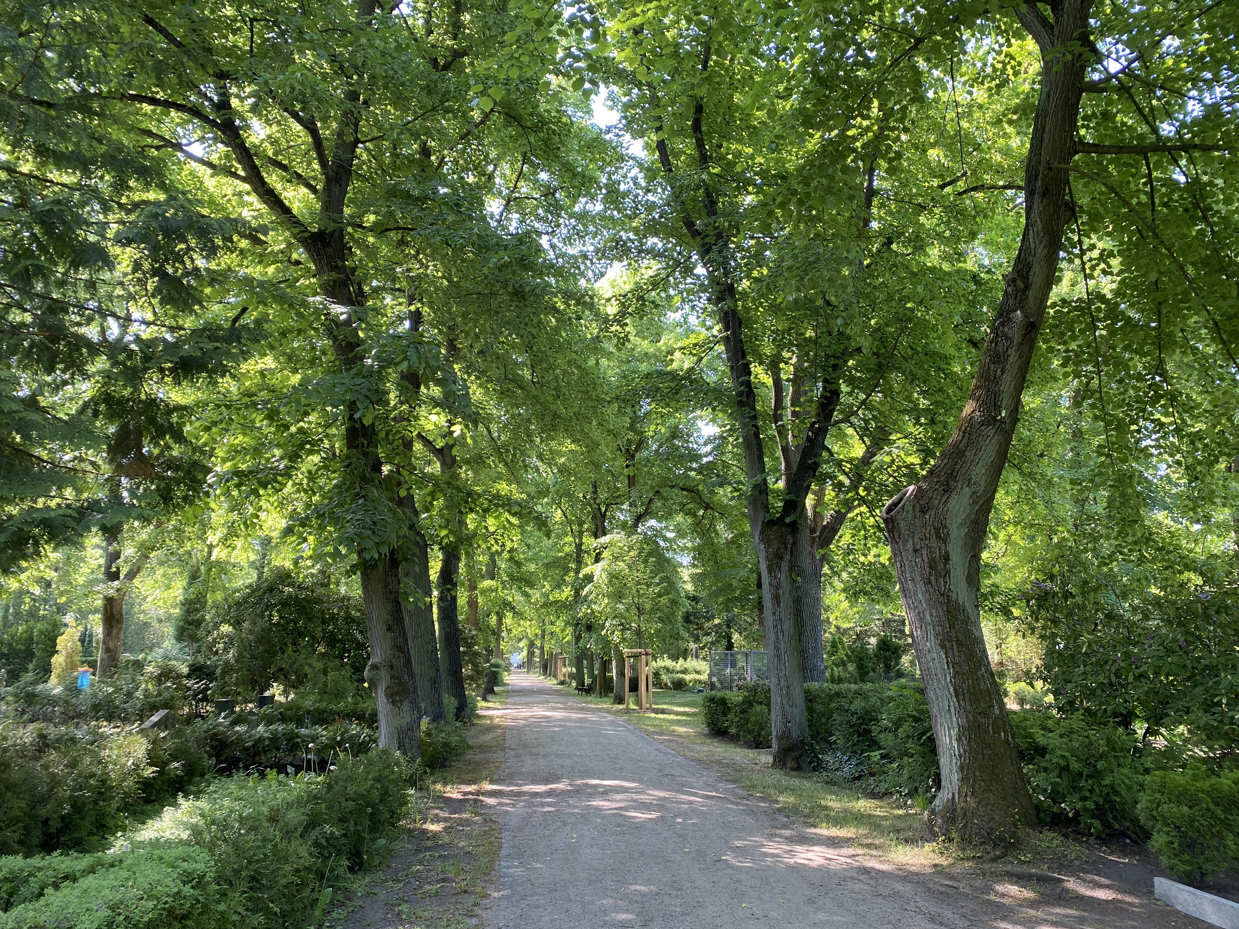 Hauptweg Baumallee auf dem Friedhof