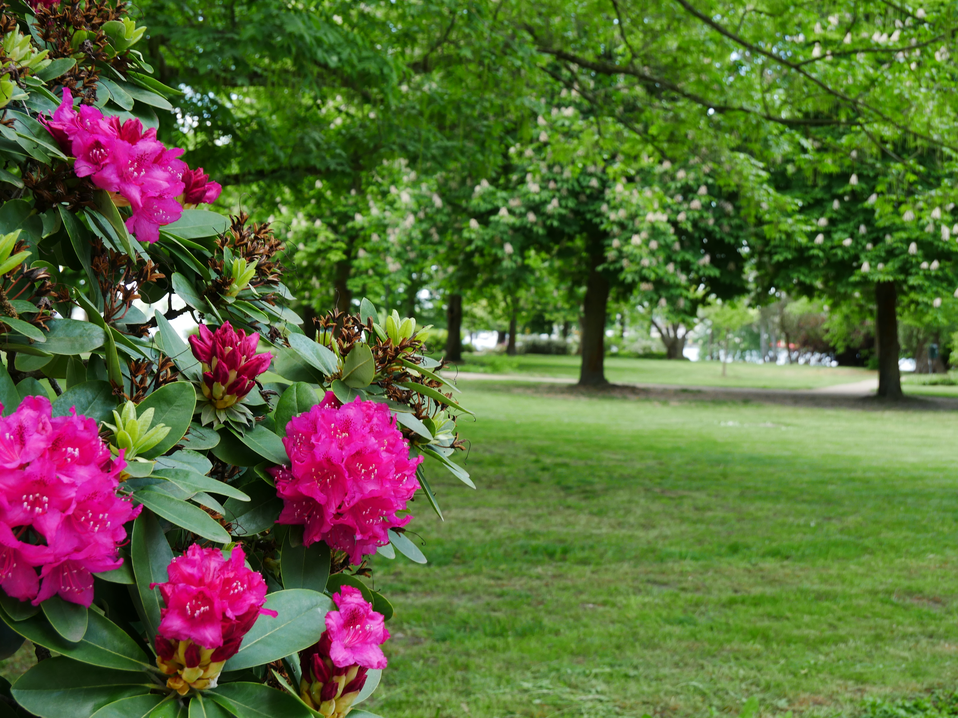 Rathauspark und Rhododendron 