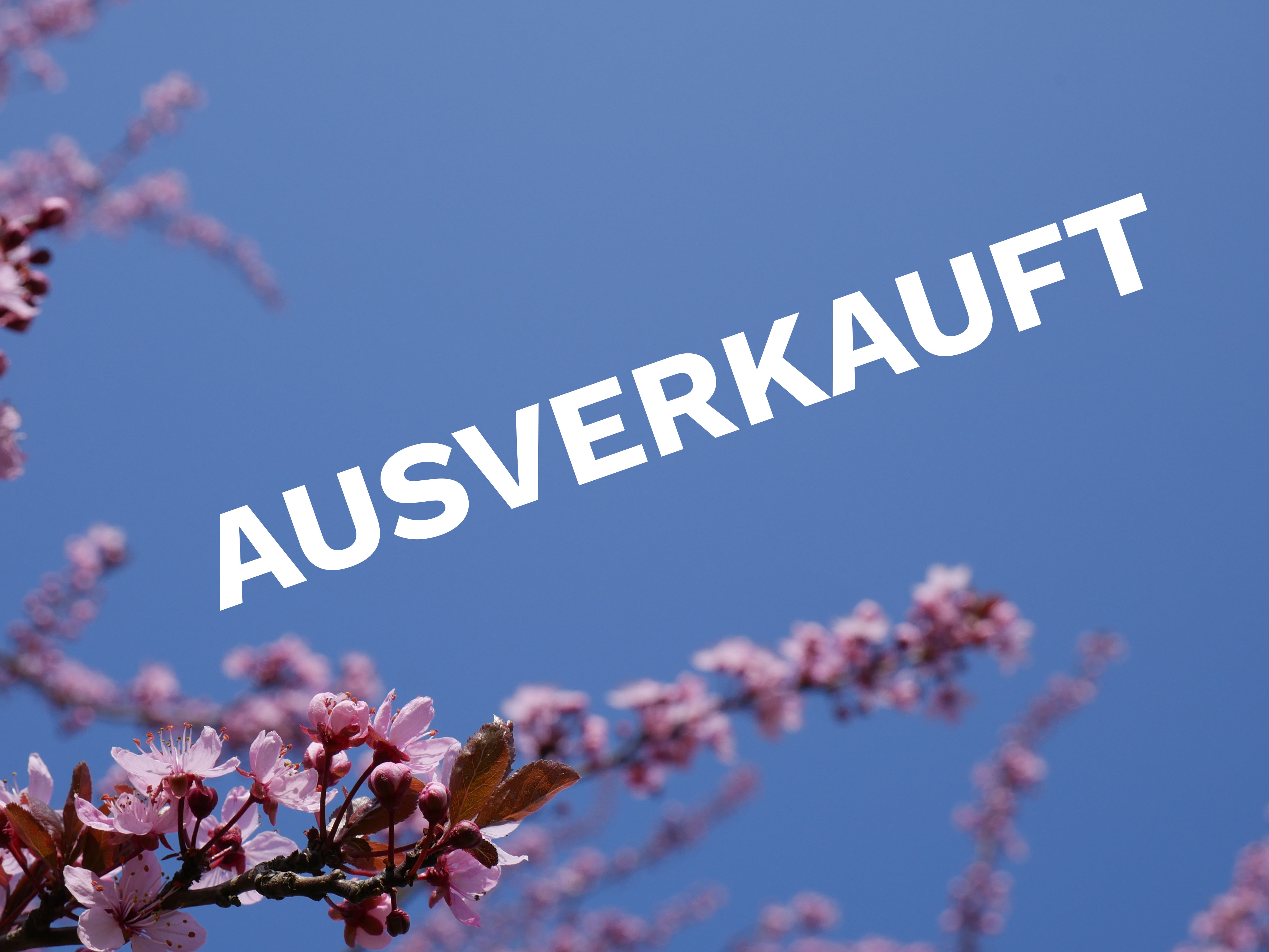 Am achten Tag schuf Gott den Rechtsanwalt