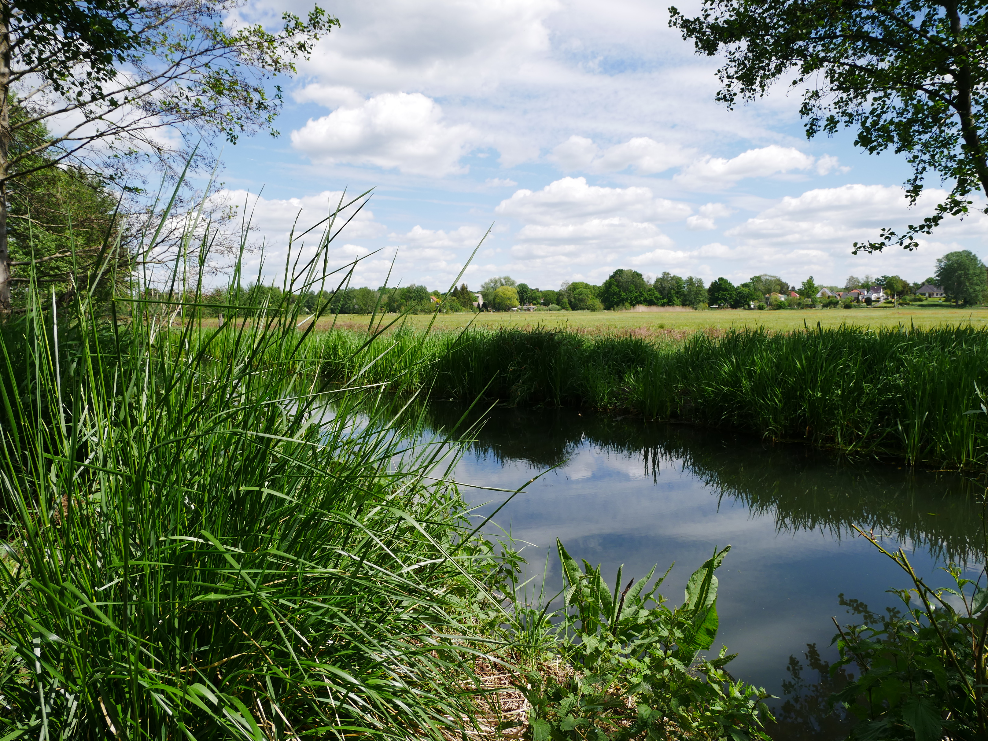 Bretterscher Graben und Spreewiese