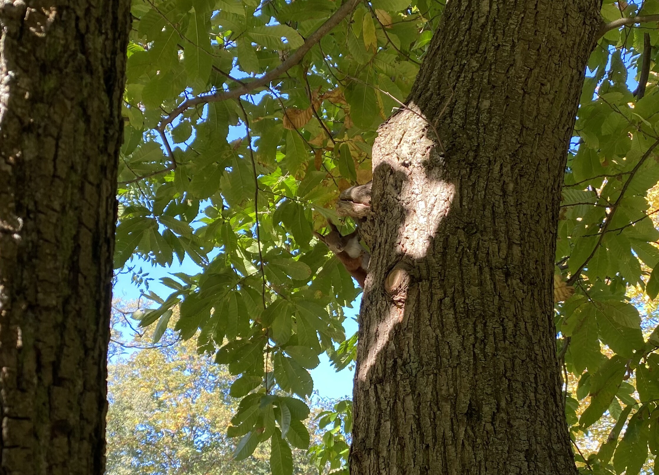 Eichhörnchen am Baum