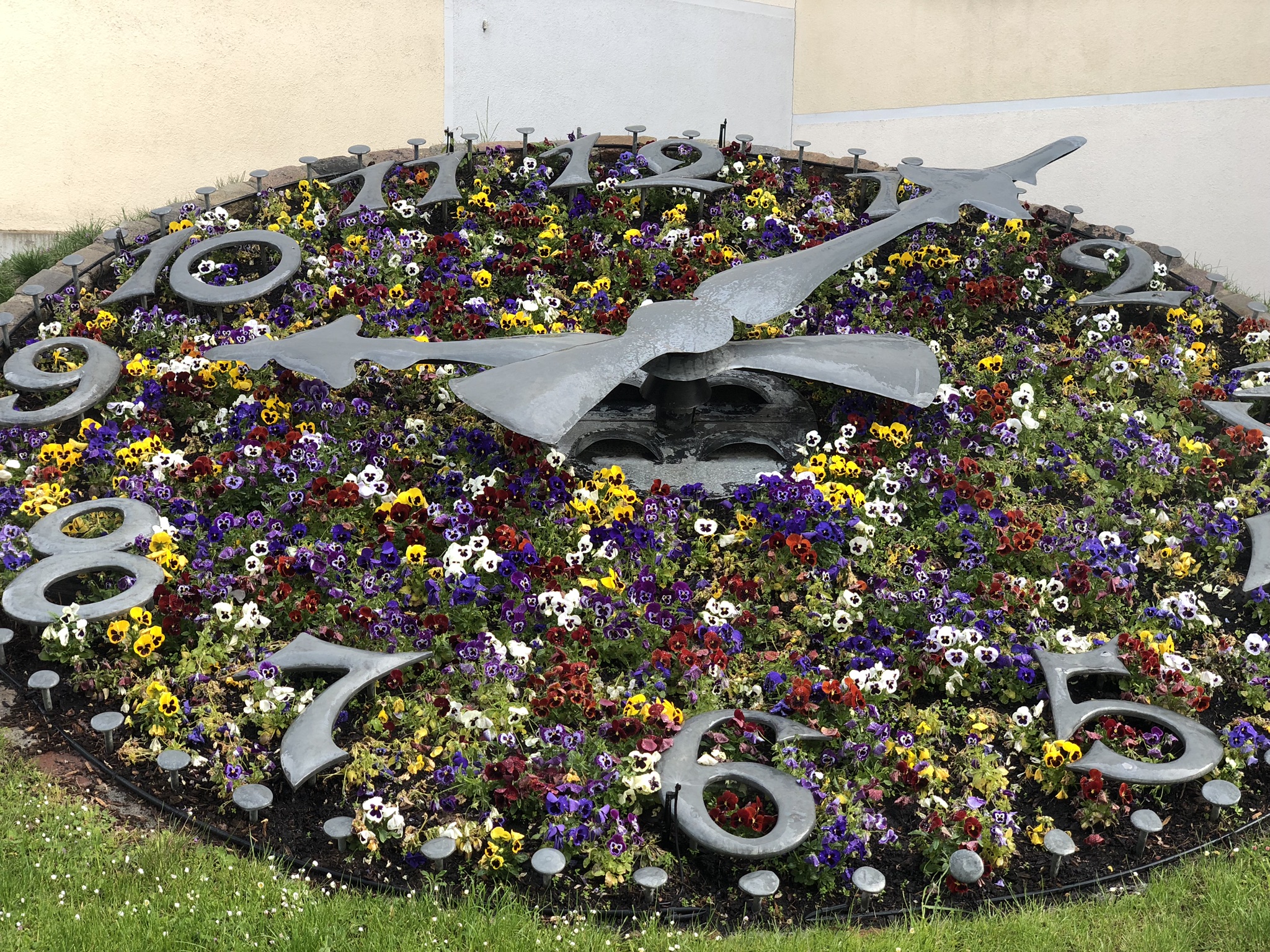 Blumenuhr mit Stiefmütterchen bepflanzt